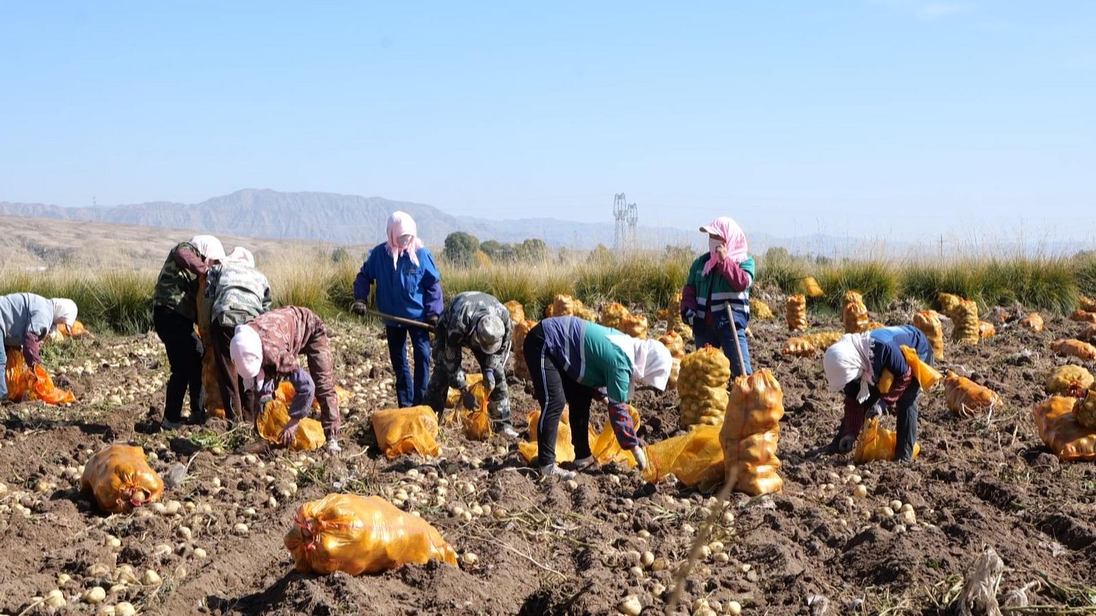 永昌大放“薯”光　2.5万亩“金蛋蛋”丰收啦