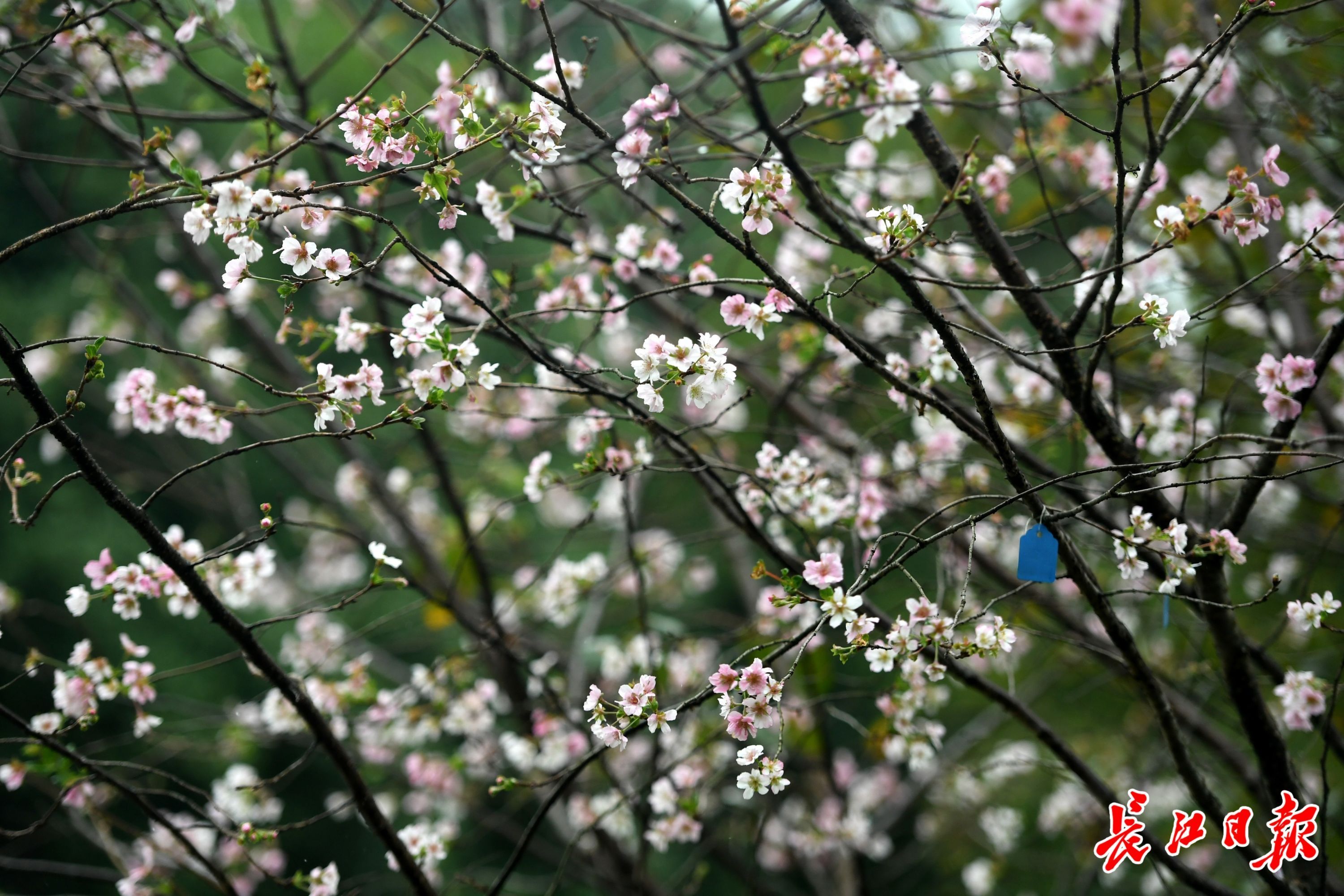 园林科普公园樱花科研苗圃内正在盛开的奖章樱。记者李子云 摄