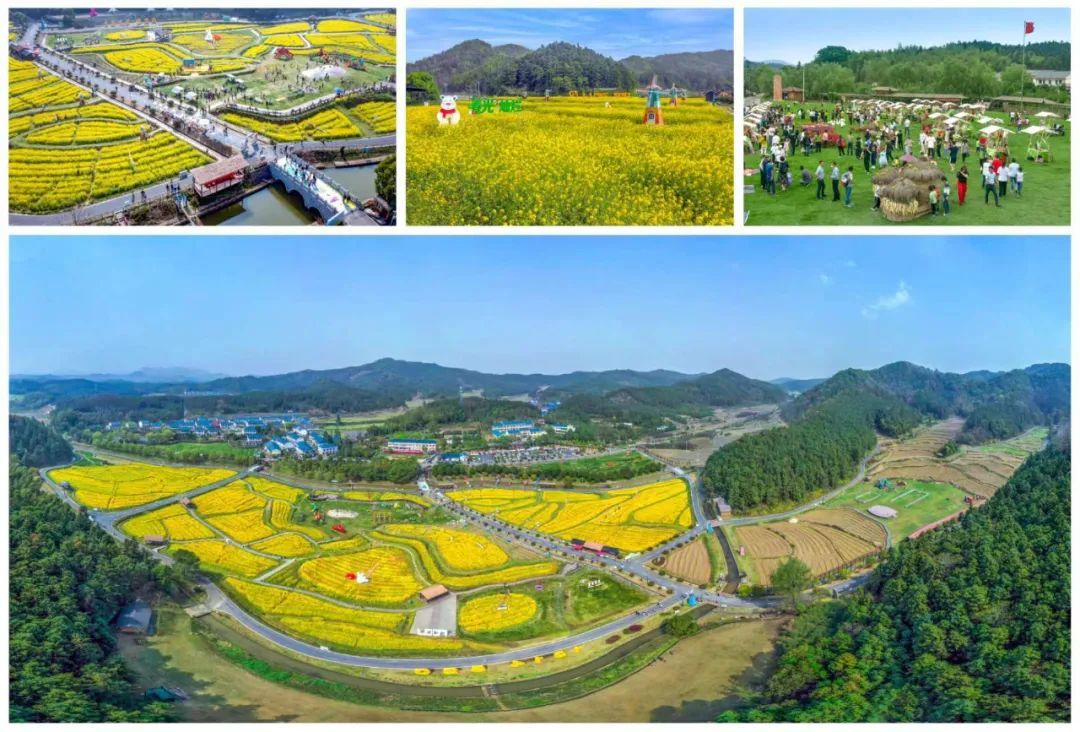 ▲油菜花开旺文旅