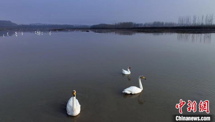 大天鹅在湖中游弋觅食。张明云 摄