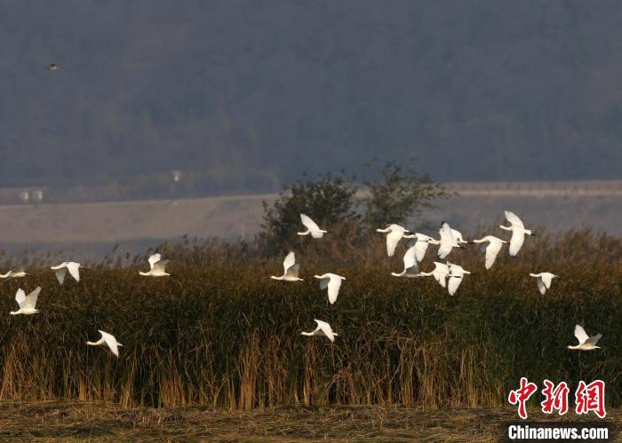 成群的白琵鹭在空中翱翔。张明云 摄