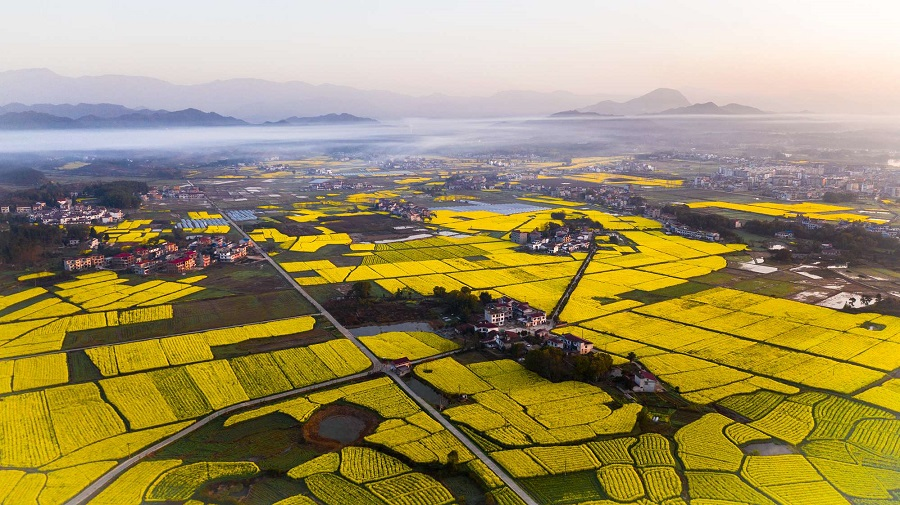 江西省修水縣太陽升鎮油菜花開放，放眼望去，遍地金黃。（鄧冬 攝）