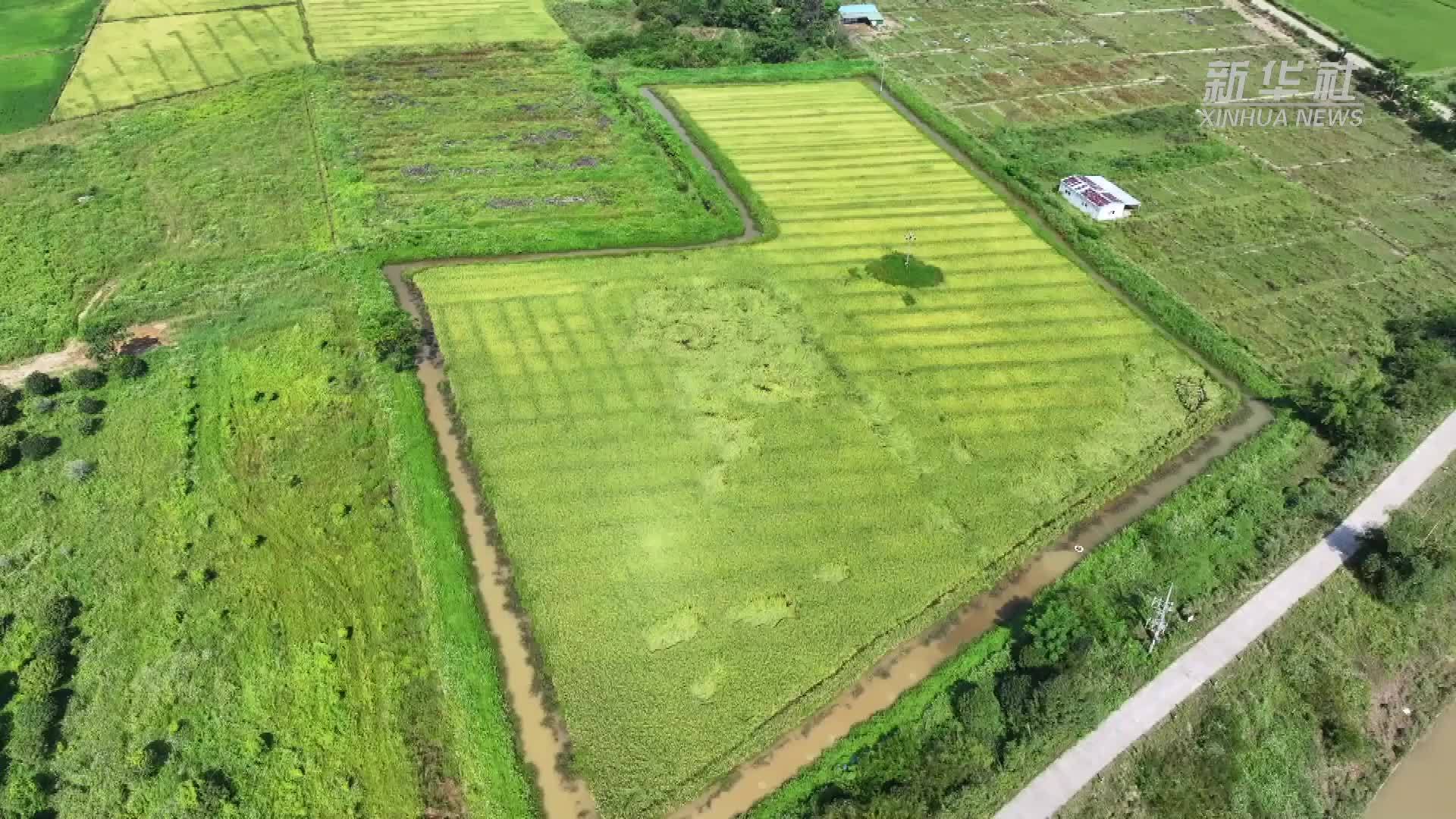 广东河源：稻香虾肥农人笑