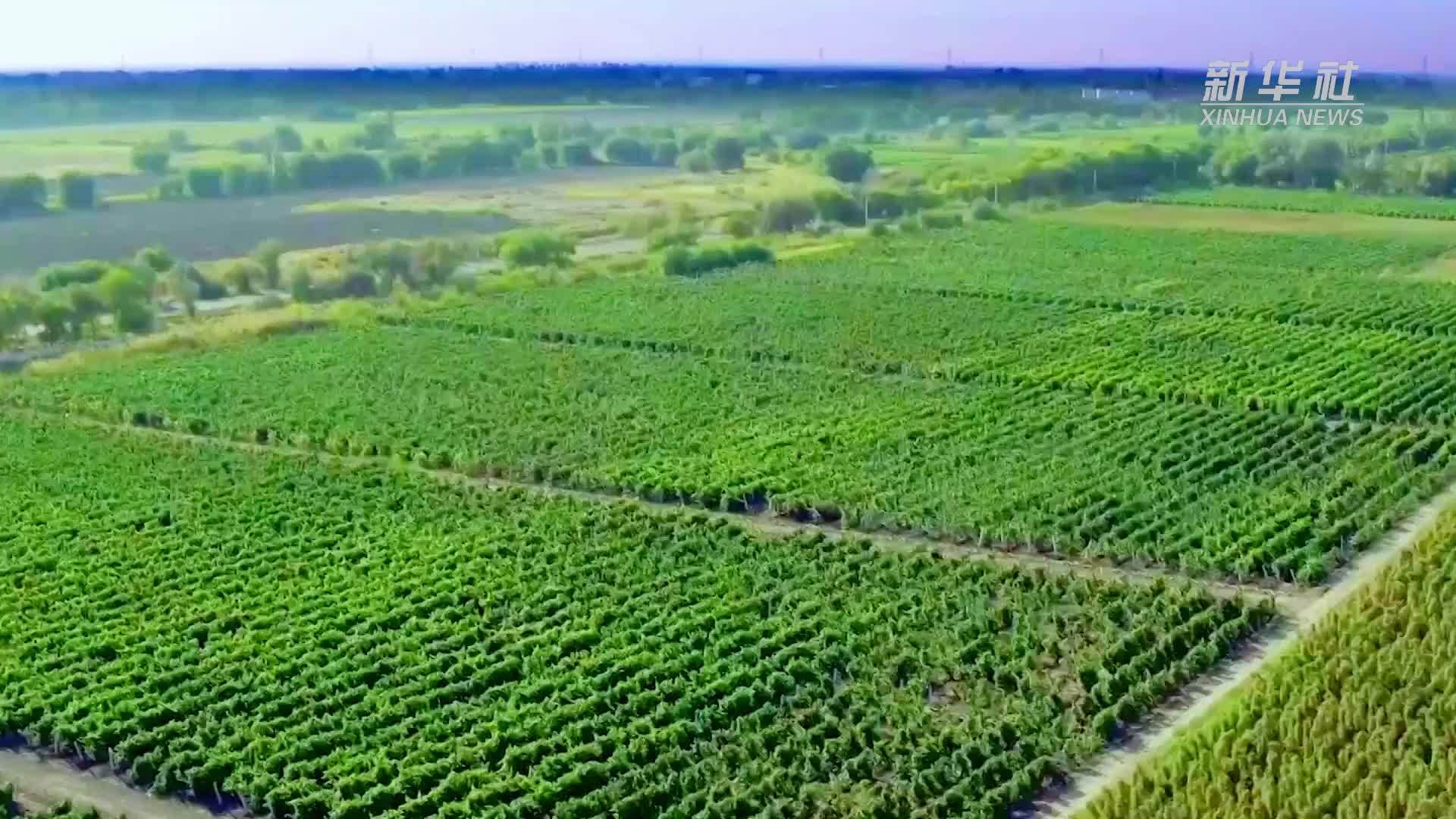 千城胜景｜内蒙古乌海：观长河落日 品红色温柔