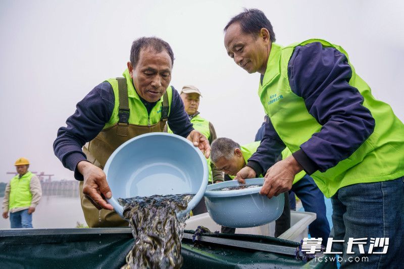 工作人员正将鱼苗投入送鱼带。均为长沙晚报全媒体记者 邓迪 何文瑞 摄