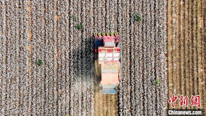 在新疆温宿县古勒阿瓦提乡提根村的一处棉花棉田,三台大型采棉机正在采收棉花。(赵新昌 摄)