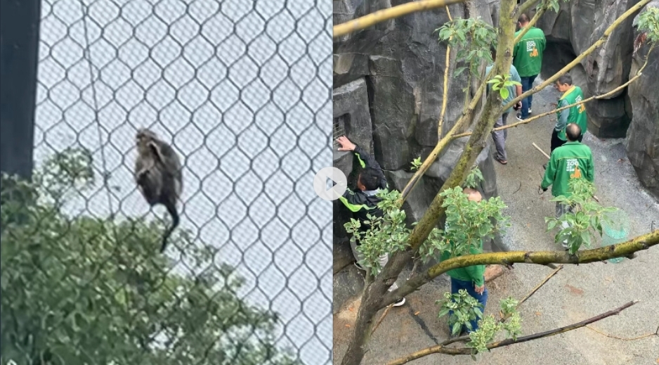 武汉动物园一猴子“越狱” 疑似自己拔掉麻醉剂