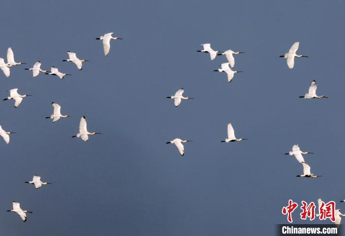 河南三门峡：秋日鸟儿觅食忙