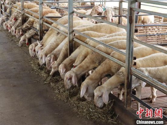 江西赣县湖羊养殖助力村民增收致富“发羊财”凤凰网新三农_凤凰网