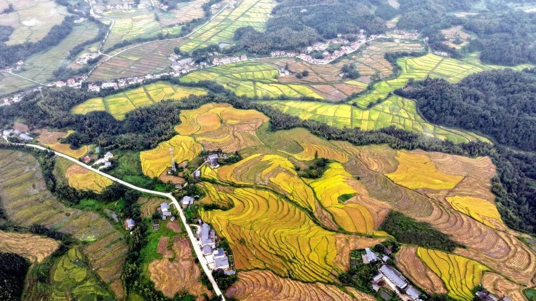 宜丰县：金秋田园景如画（图）凤凰网江西_凤凰网