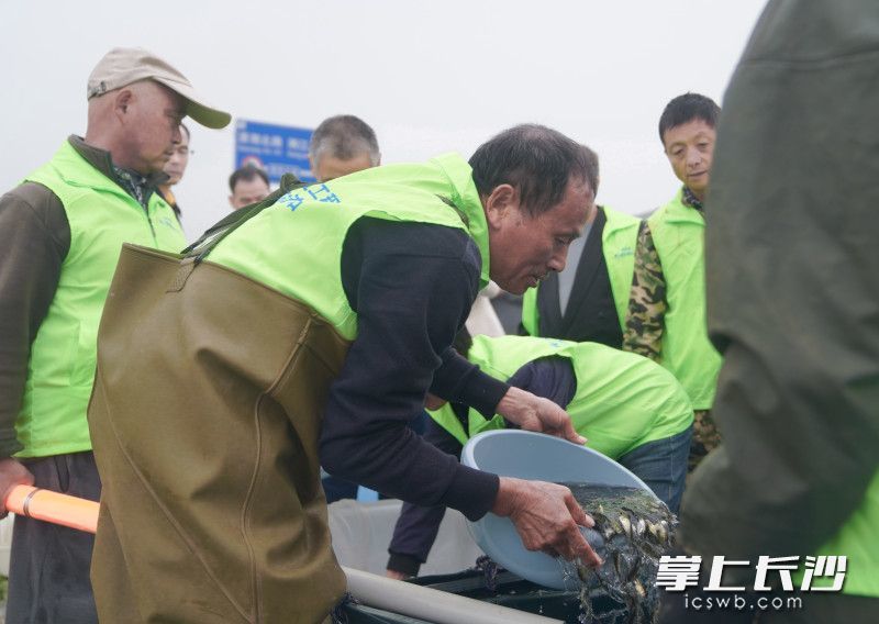 1800万尾鱼苗畅游湘江，长沙开展湘江增殖放流活动