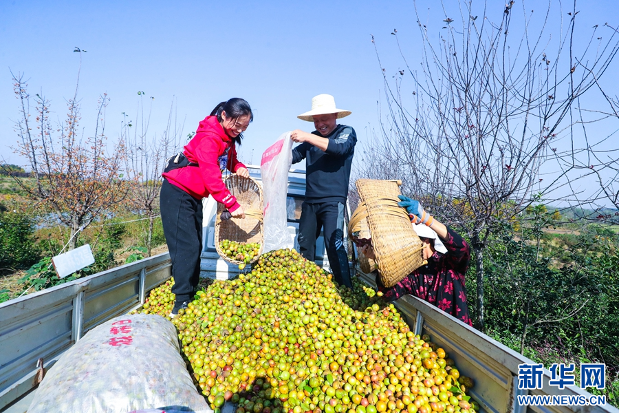 10月17日，河南省信阳市光山县凉亭乡王塆村油茶种植基地，农民正在采收油茶。