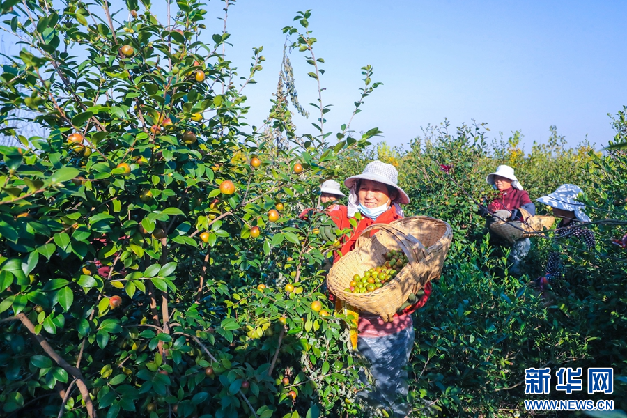 10月17日，河南省信阳市光山县凉亭乡王塆村油茶种植基地，农民正在采收油茶。