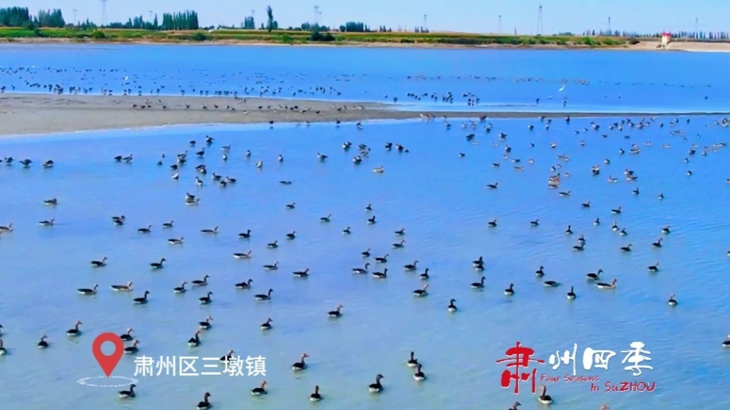 “天外飞仙”组团来秋游　肃州湿地太好看“鸟”