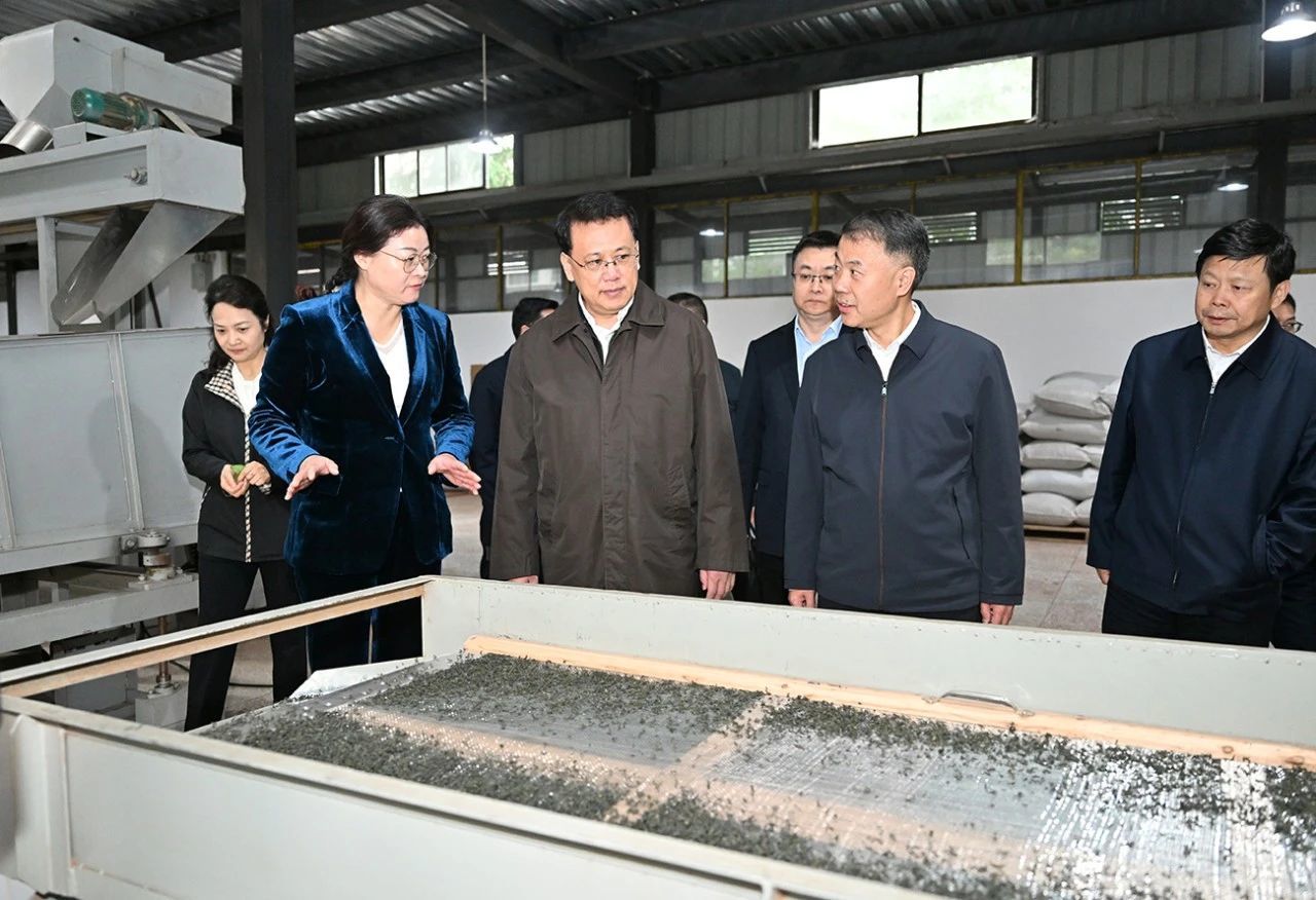 10月19日，在城口县鸡鸣茶业公司，市委书记袁家军察看茶叶生产线。苏思 摄