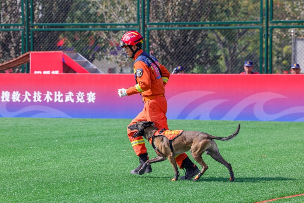 甘肃消防训导李明星与搜救犬闪电参加服从科目竞赛