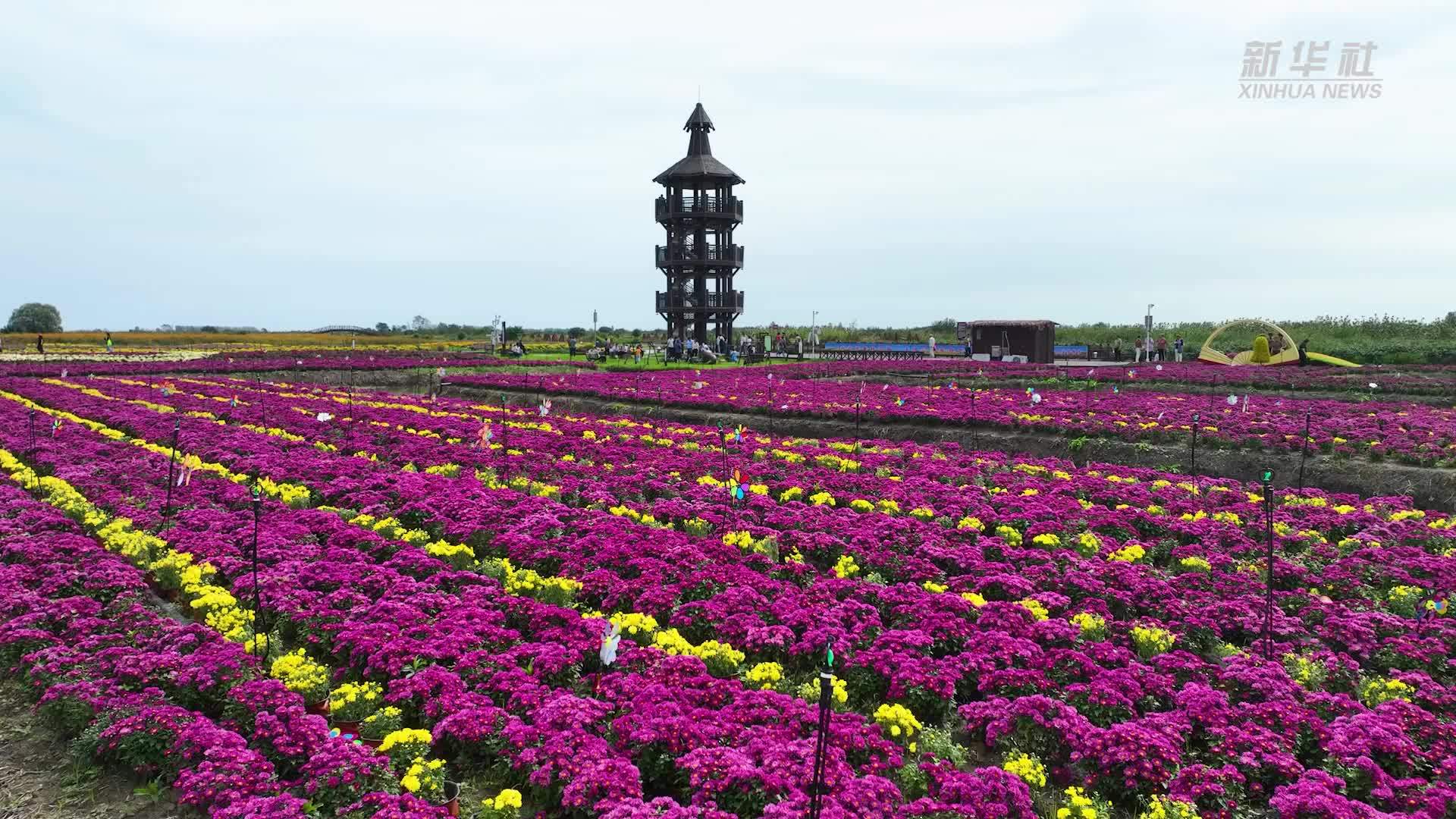 江苏兴化：千垛菊花醉游人