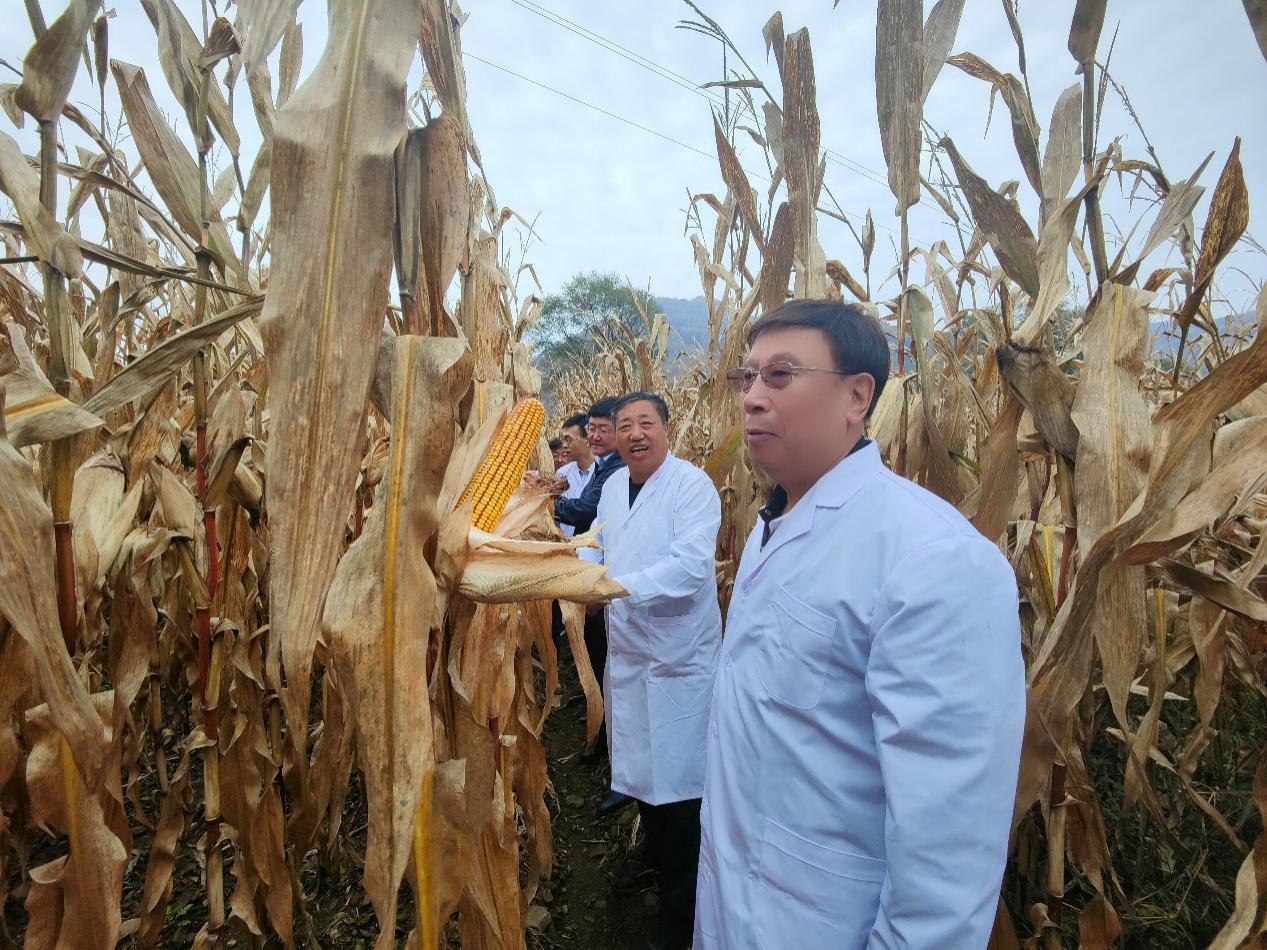 省农业农村厅刘文国副厅长与吉林省参业协会理事长吴兴宏研究员、国家主粮工程研究中心主任王立春研究员等专家组一行踏查参后地玉米长势
