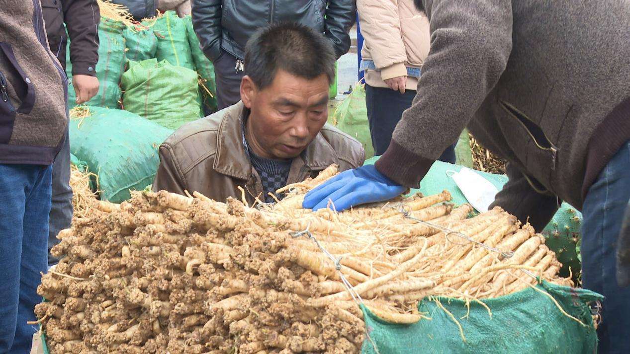 药农任徐明正在交易自己采挖的党参（2）