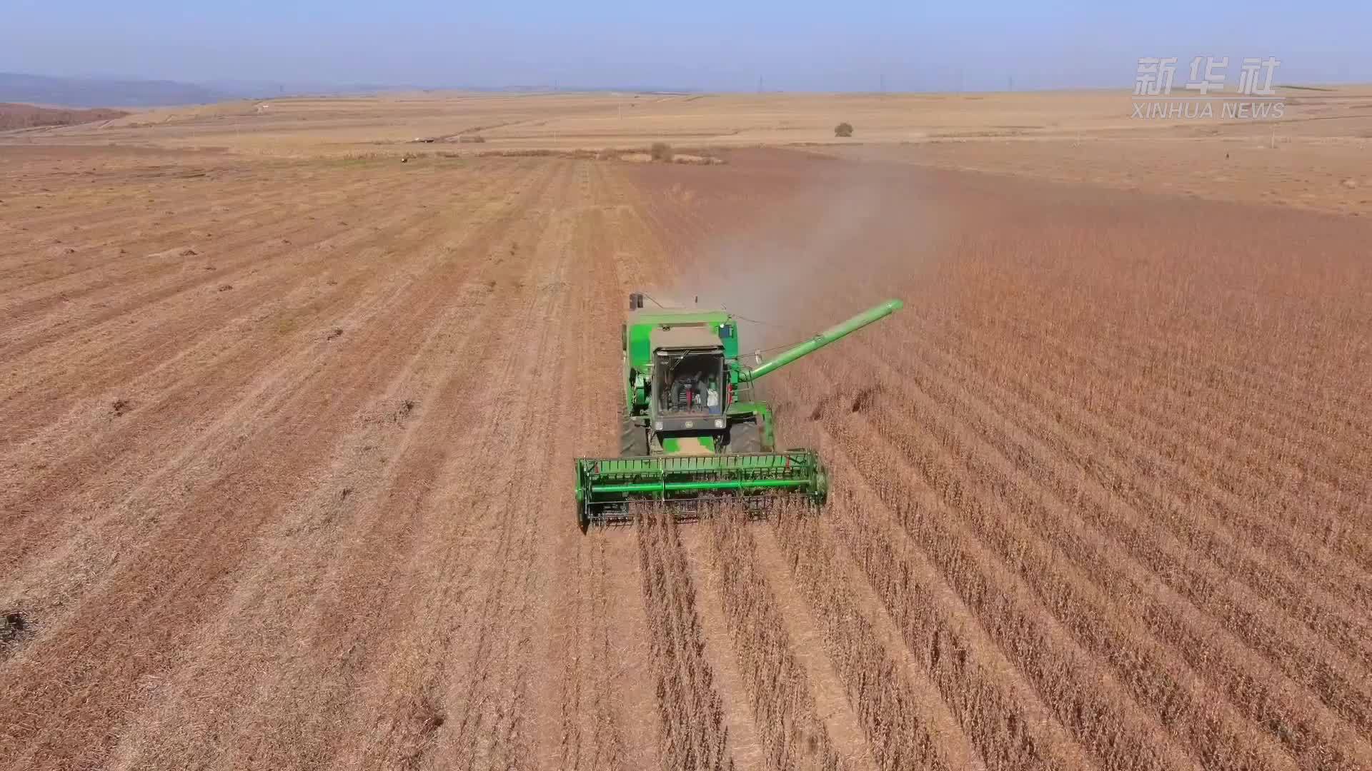 黑龙江穆棱：科学种植助力大豆增产