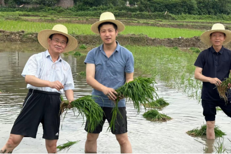 在长溪村与村民一起下地插秧