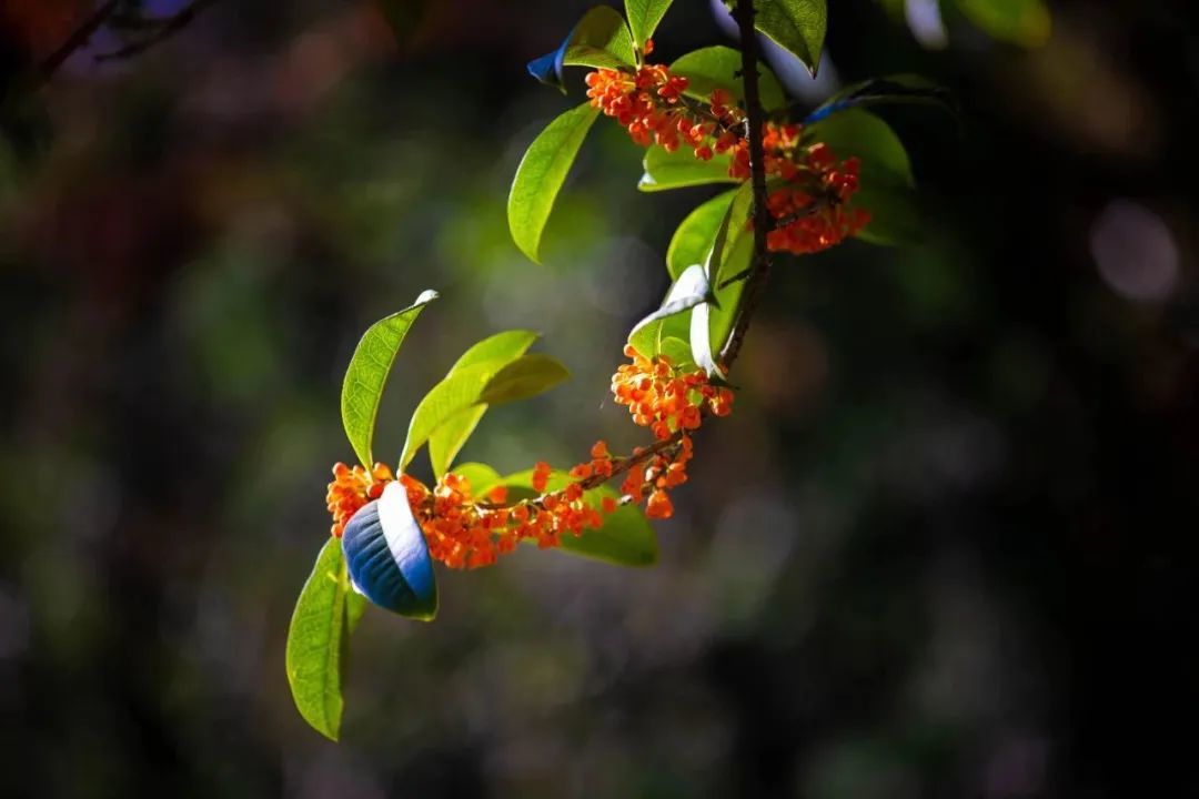 走一起去闻秋香