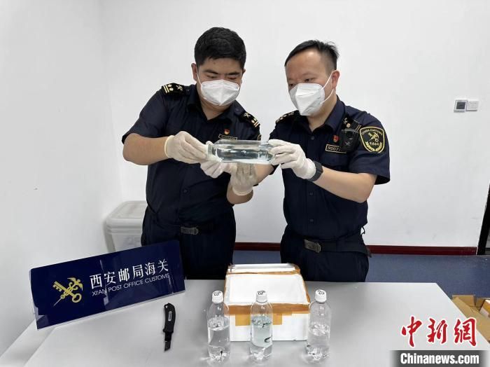 图为西安邮局海关关员在入境邮件中查获青鳉鱼鱼苗。　西安邮局海关供图