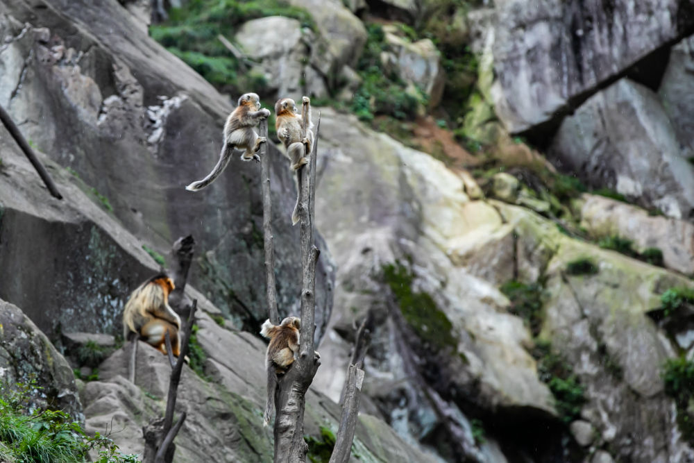 在大熊猫国家公园甘肃片区裕河园区,川金丝猴新生幼崽正在攀爬(10月14日摄)。新华社记者 张新新 摄