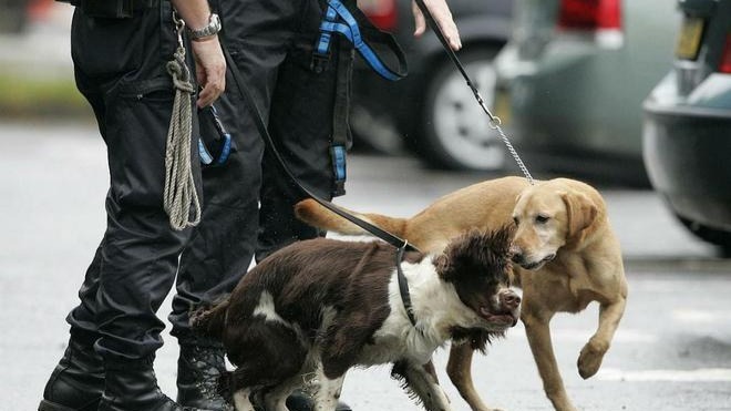 恶犬伤人难治理,要不要推广“养狗人黑名单”?_凤凰网