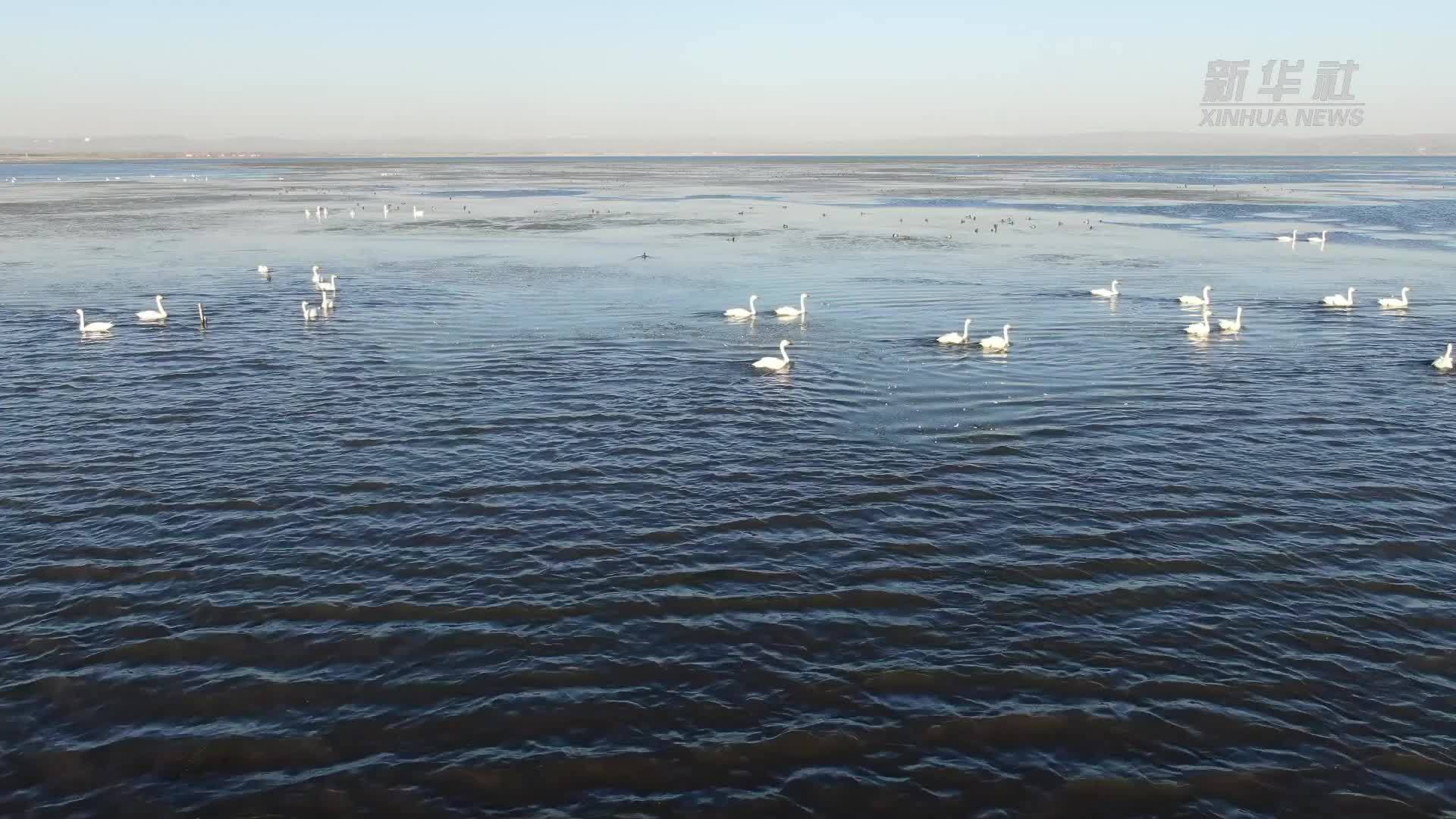 生态向好 内蒙古岱海候鸟成群