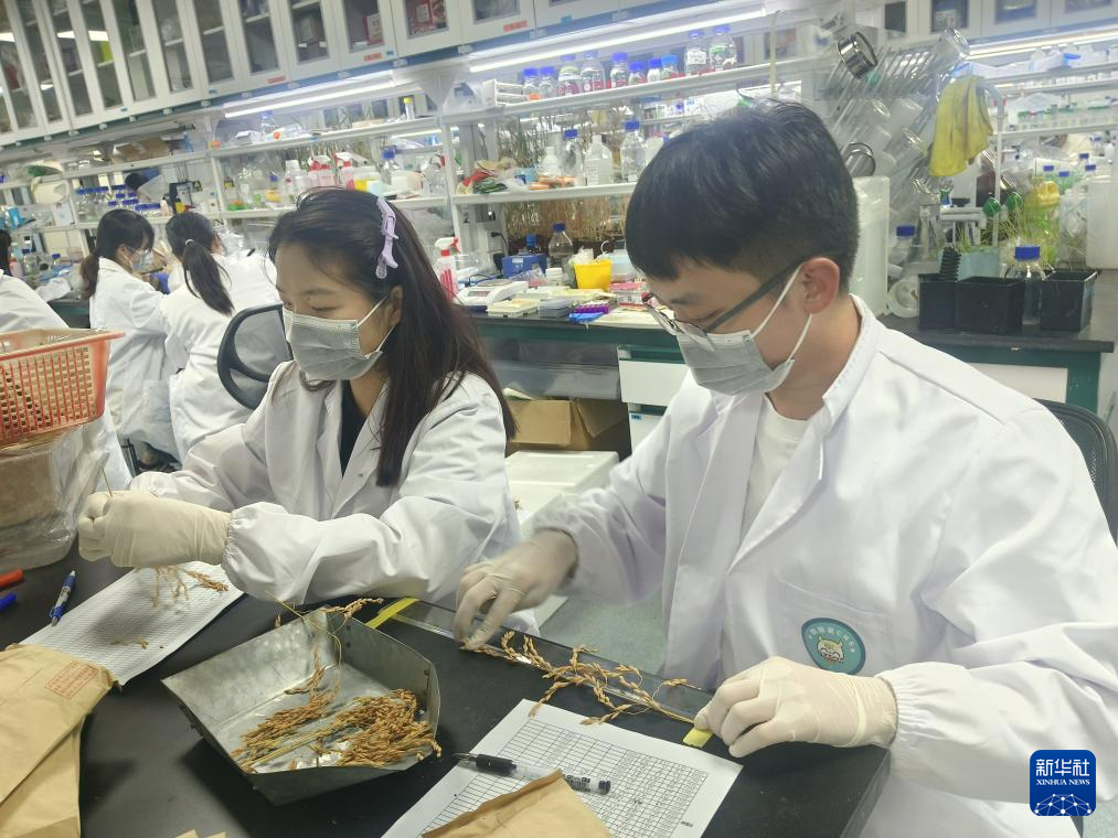 10月17日,科研人员在位于深圳的中国农业科学院深圳农业基因组研究所