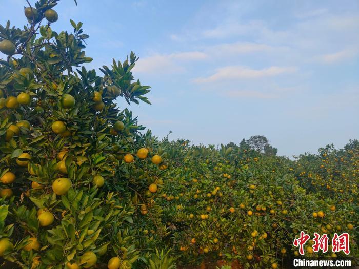 图为内乡县的橘子园。杨大勇摄