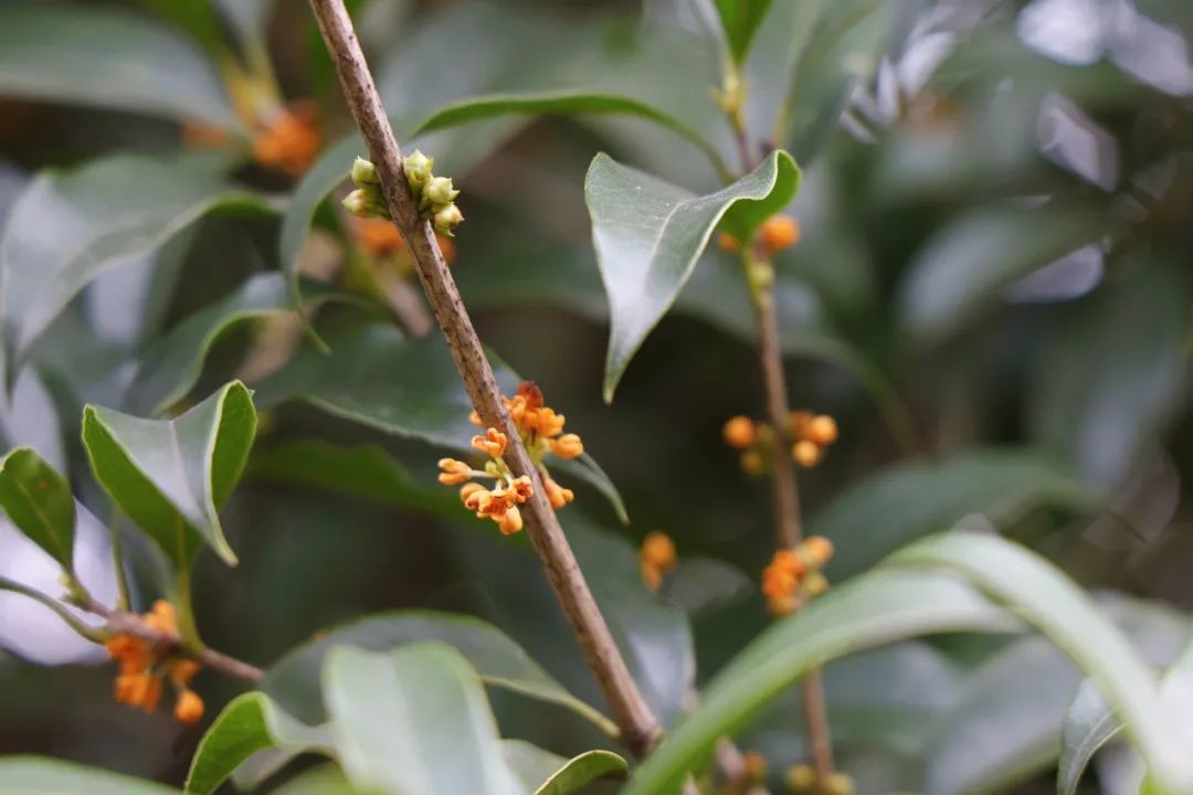 走一起去闻秋香