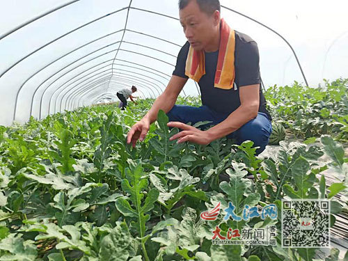 陈小红的西瓜种植基地