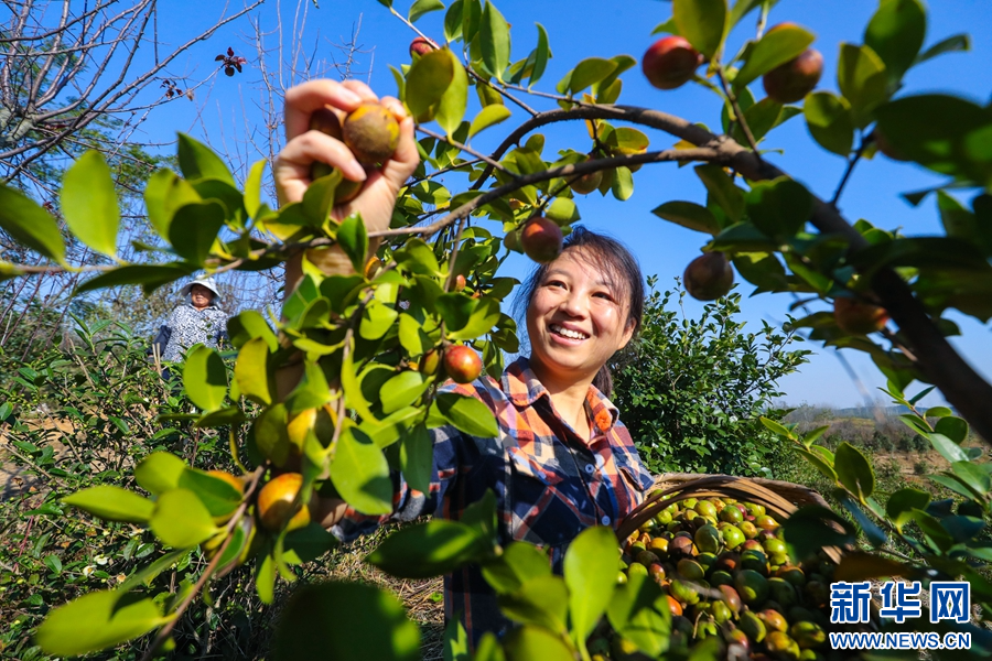 10月17日，河南省信阳市光山县凉亭乡王塆村油茶种植基地，农民正在采收油茶。