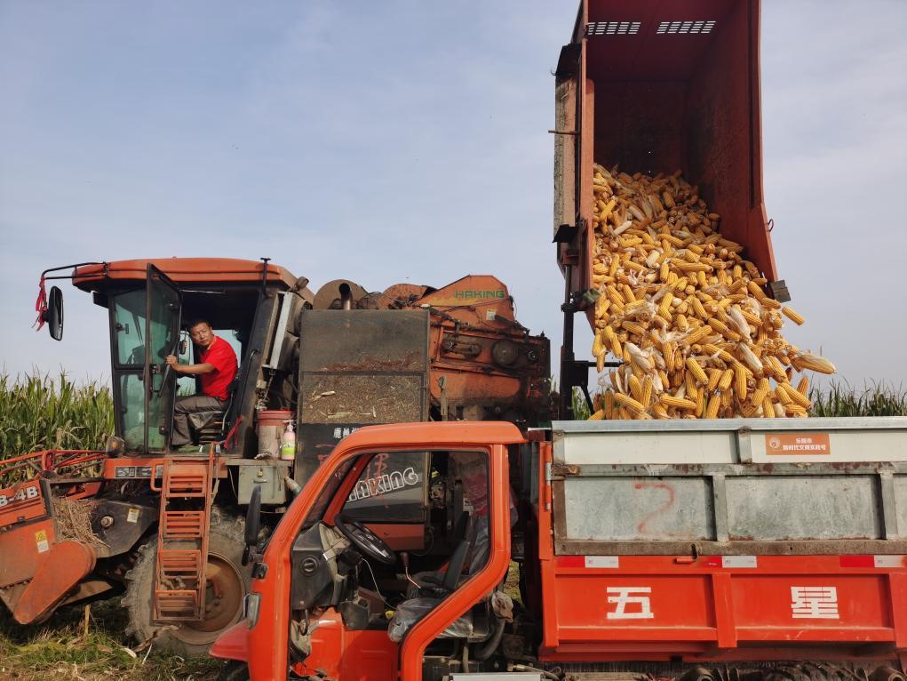 山东省乐陵市孔镇镇吕门楼村的一块玉米地正在收割.