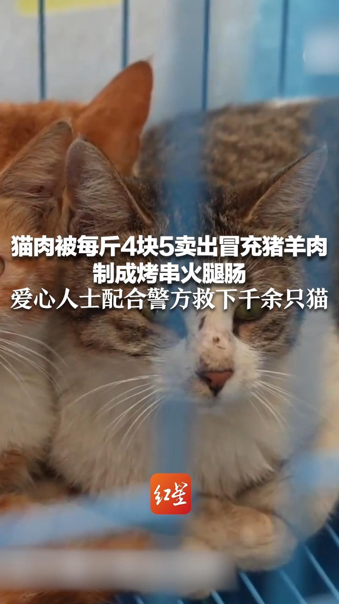 猫肉被每斤4块5卖出冒充猪羊肉制成烤串火腿肠 爱心人士配合警方救下千余只猫