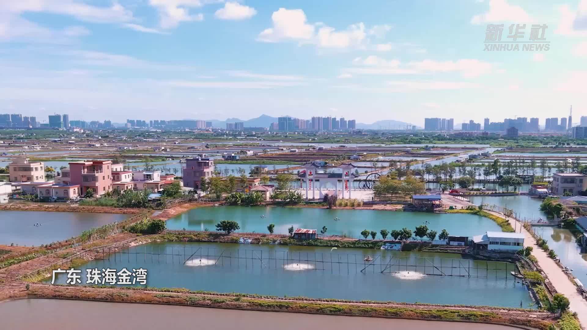 瞰中国｜珠海金湾：鹭鸟天下 千鸟翔集