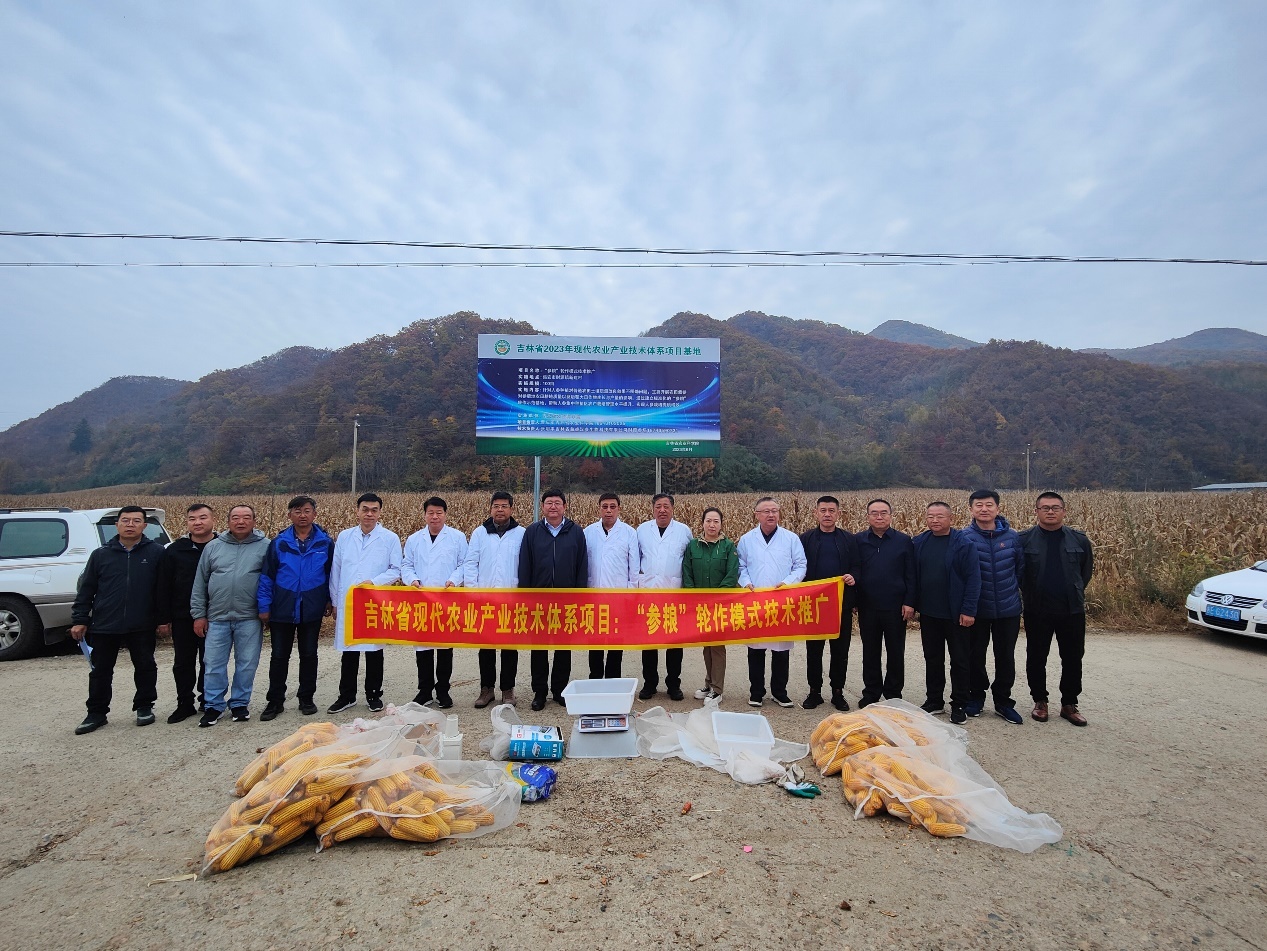 增产32%! 吉林省“参粮轮作”示范区增产效果明显