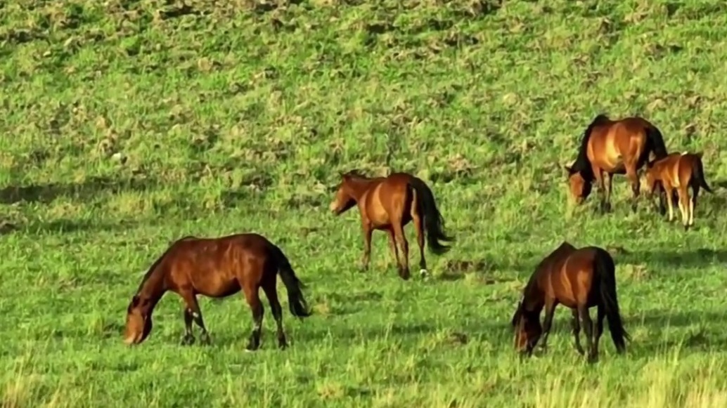 生态“补妆”开“绿”镜　瓜州超8万亩草原美成一幅画