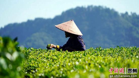 在茶园忙碌的村民