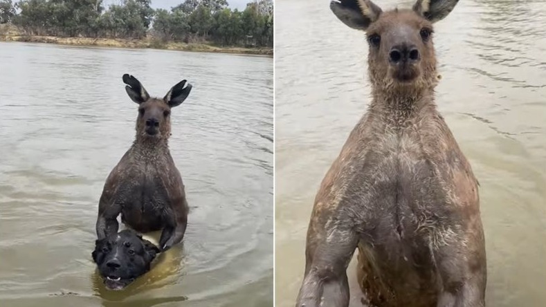 澳大利亚一袋鼠挟持并企图淹死宠物狗，狗主人下河迎战反遭暴揍