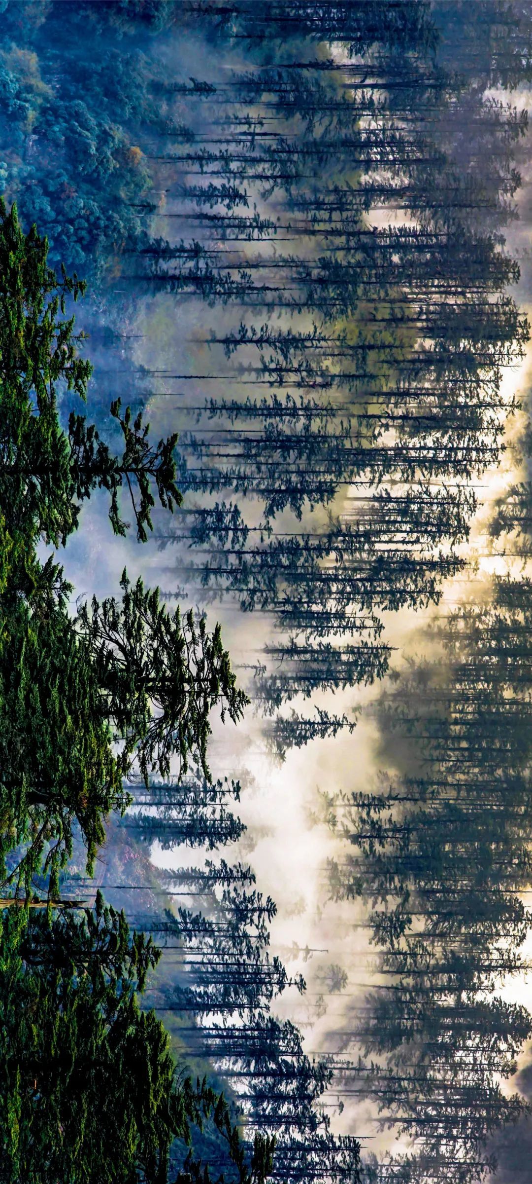 大熊貓的典型棲息地。濕潤、多雨霧的氣候，滋潤著高大的冷杉和云杉、樹下的杜鵑和箭竹，它們與溝谷的溪流一道，共同構(gòu)成多樣生靈生活的良好生境