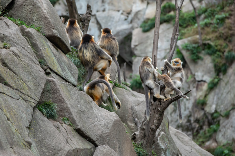 这是在大熊猫国家公园甘肃片区裕河园区内拍摄的川金丝猴和新生幼崽(10月14日摄) 新华社记者 张新新 摄
