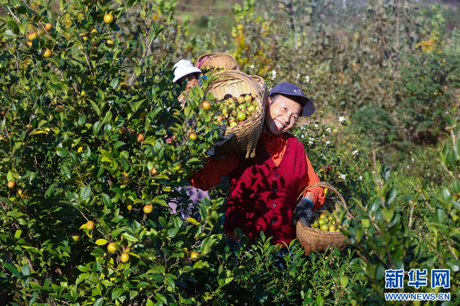 10月17日，河南省信阳市光山县凉亭乡王塆村油茶种植基地，农民正在采收油茶。