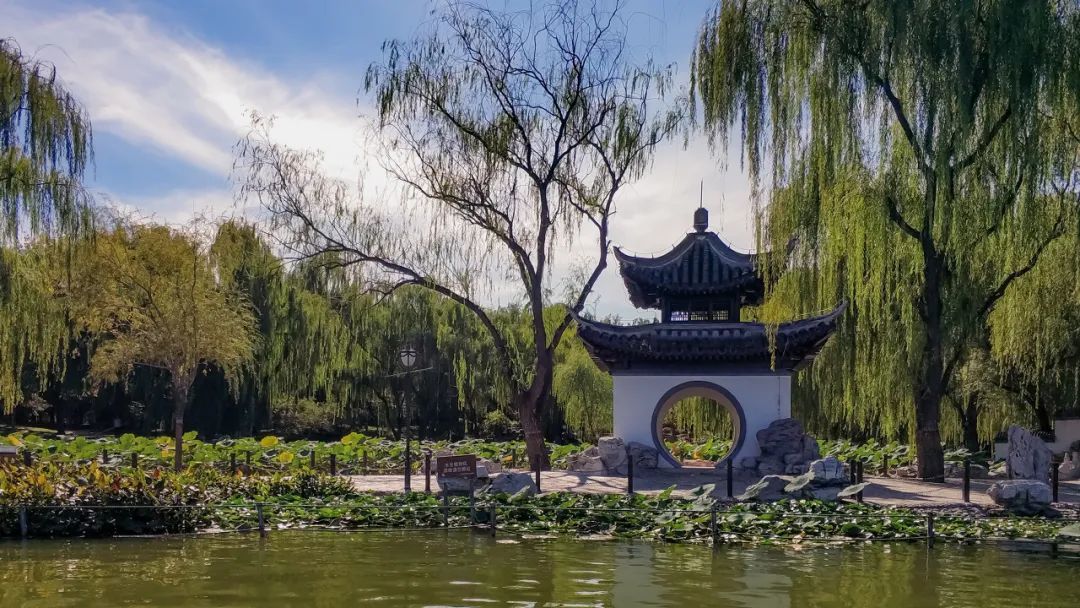 △ 杨柳为北京人抵御了沙尘暴，也带来了另一种烦恼（图/图虫创意）