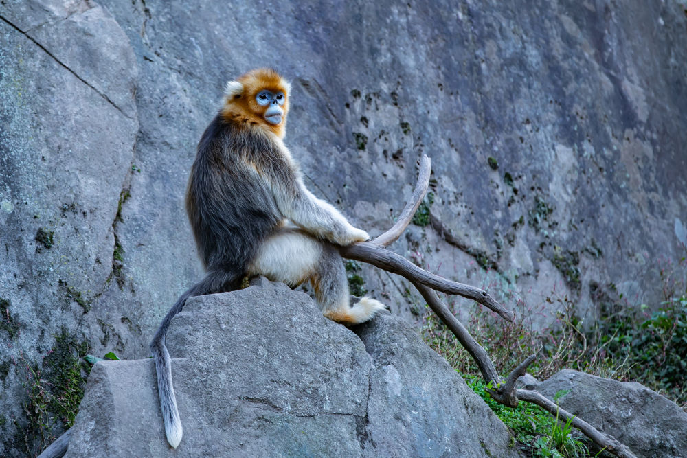 这是在大熊猫国家公园甘肃片区裕河园区内拍摄的川金丝猴(10月14日摄) 新华社记者 郎兵兵 摄