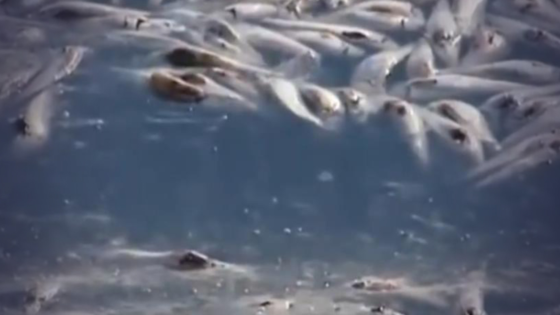 河上的死鱼。黑水水污染照片摄影图片_ID:159225381-Veer图库