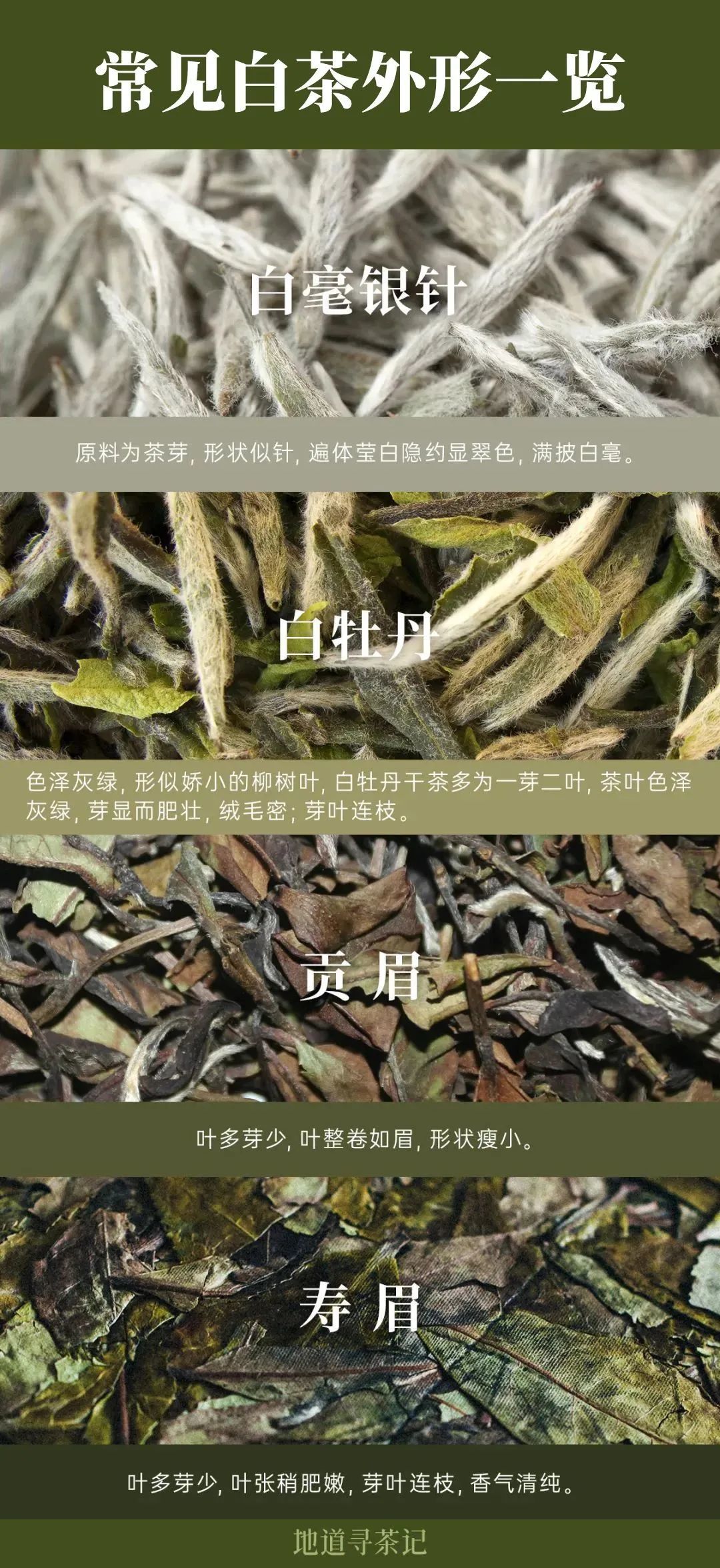 常见白茶外形一览