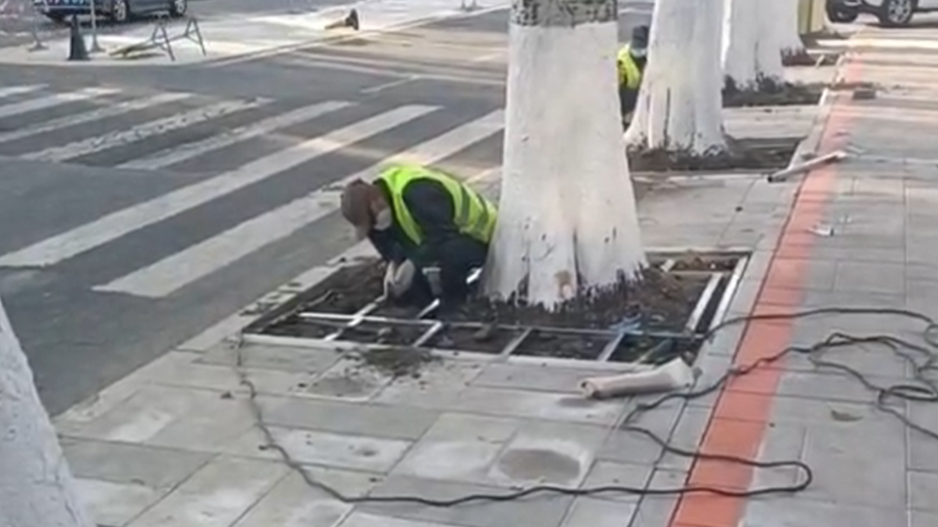 路旁树坑被安装上白钢护栏引网友热议，当地园林处：对树的一种保护